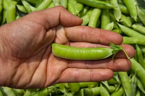 Hand with pea pod Stock Photos