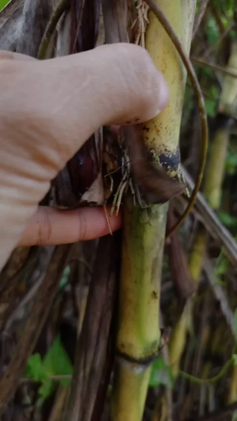 Hand peeling the dry leaf sheath of a sugarcane stalk to reveal its aerial roots Stock Footage 334694561