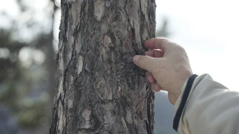 A hand peeling a tree bark Vídeos de archivo 225278728