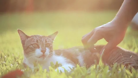 Hand People Scratching and Stroking Cat Body and Head Stock Footage 153577618