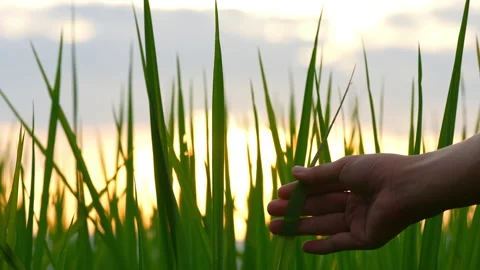 Hand people touching leaf of rice field on sunset sky background 库存影片 219735333
