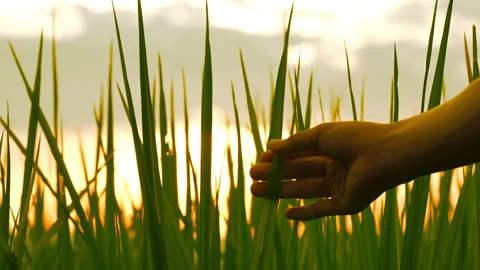 Hand people touching leaf of rice field on sunset sky background Vidéo 219735382