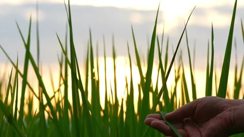 Hand people touching leaf of rice field on sunset sky background 動画素材 219735413