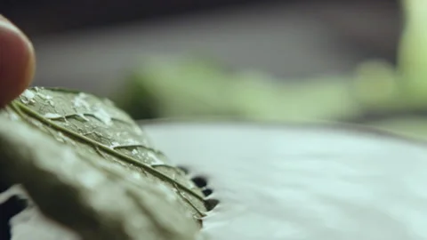 Hand of person immersing fresh leaf into glass with water Stock Footage 238932154
