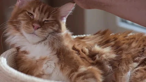 Hand of person stroking cat Stock Footage 68069621