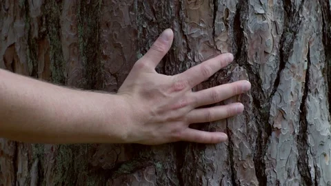 Hand of a Person Touching the Bark of a Tree. Love the Nature Concept. Stock Footage 167163939