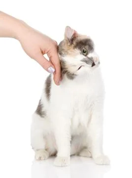 Hand of persons stroking a cat. isolated on white background Stock-Fotos