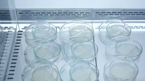 Hand petryDish pseudomonas Stock Footage 98711092