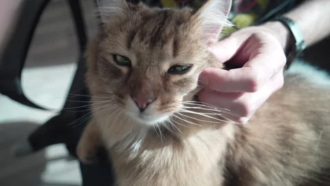 Hand Pets a Cat Head With Love Closeup Video stock 255098409