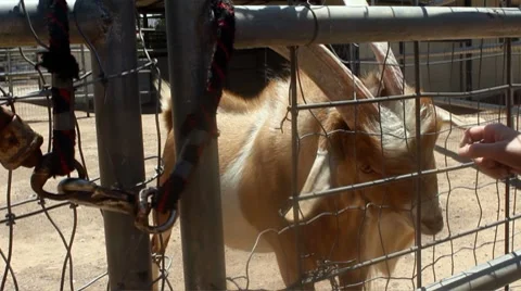 Hand pets goat Video stock 8729677