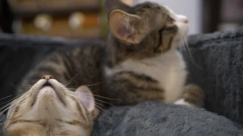 Hand pets kittens in slow motion. Stock-Footage 117155356