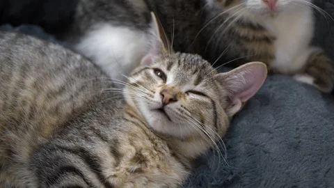 Hand pets kittens in slow motion. Stock Footage 117155647