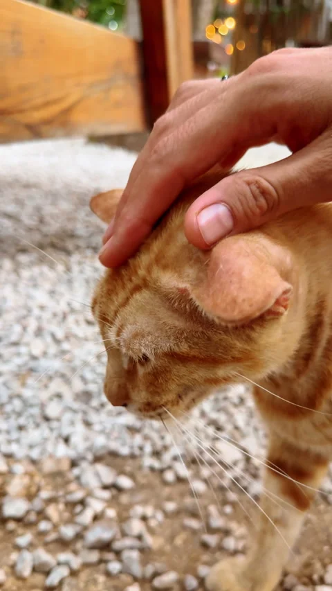 Hand pets a lovely red cat. Feline is enjoying the gentle scratches of the head. Stock Footage 327734895