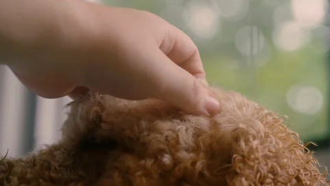 A hand pets the top of the head of a labradoodle dog Stock Footage 91876260