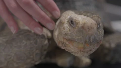 Hand pets tortoise close up Stock Footage 232640867