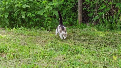 Hand Petting A Cat Stock Footage 200845395