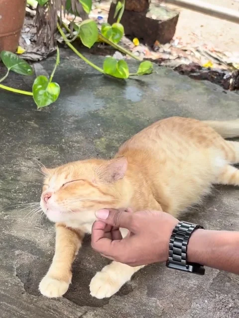 Hand Petting a Cute Ginger Cat Outdoors on Stone Ground Stock-Footage 342265069