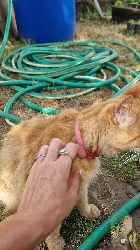 Hand Petting Ginger Cat in Backyard Grass Stock Footage 318355879