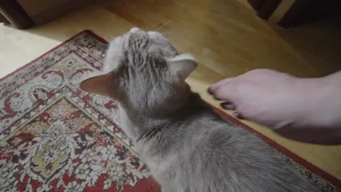 Hand Petting A Gray Cat On A Patterned Rug In A Cozy Home Interior Vidéo 346043052