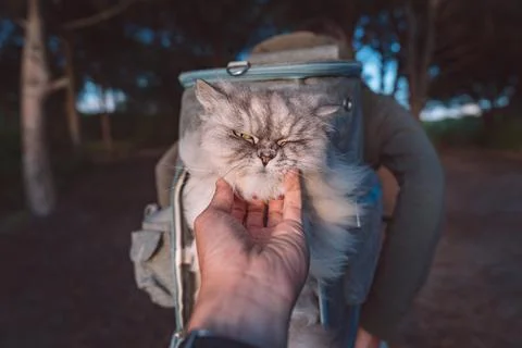 Hand petting grumpy cat in backpack carrier. Walking with cat in nature Stock Photos