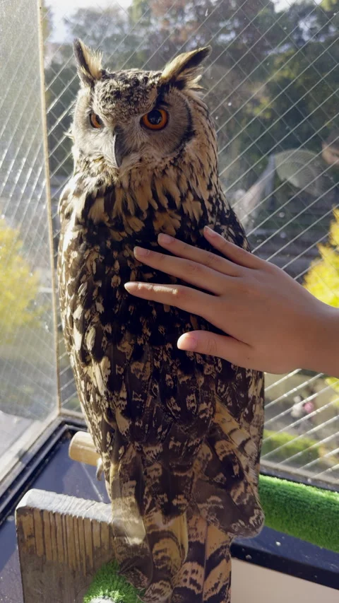 Hand petting an Indian Eagle owl at Owl Village Cafe Harajuku (editorial) Stock Footage 296086502