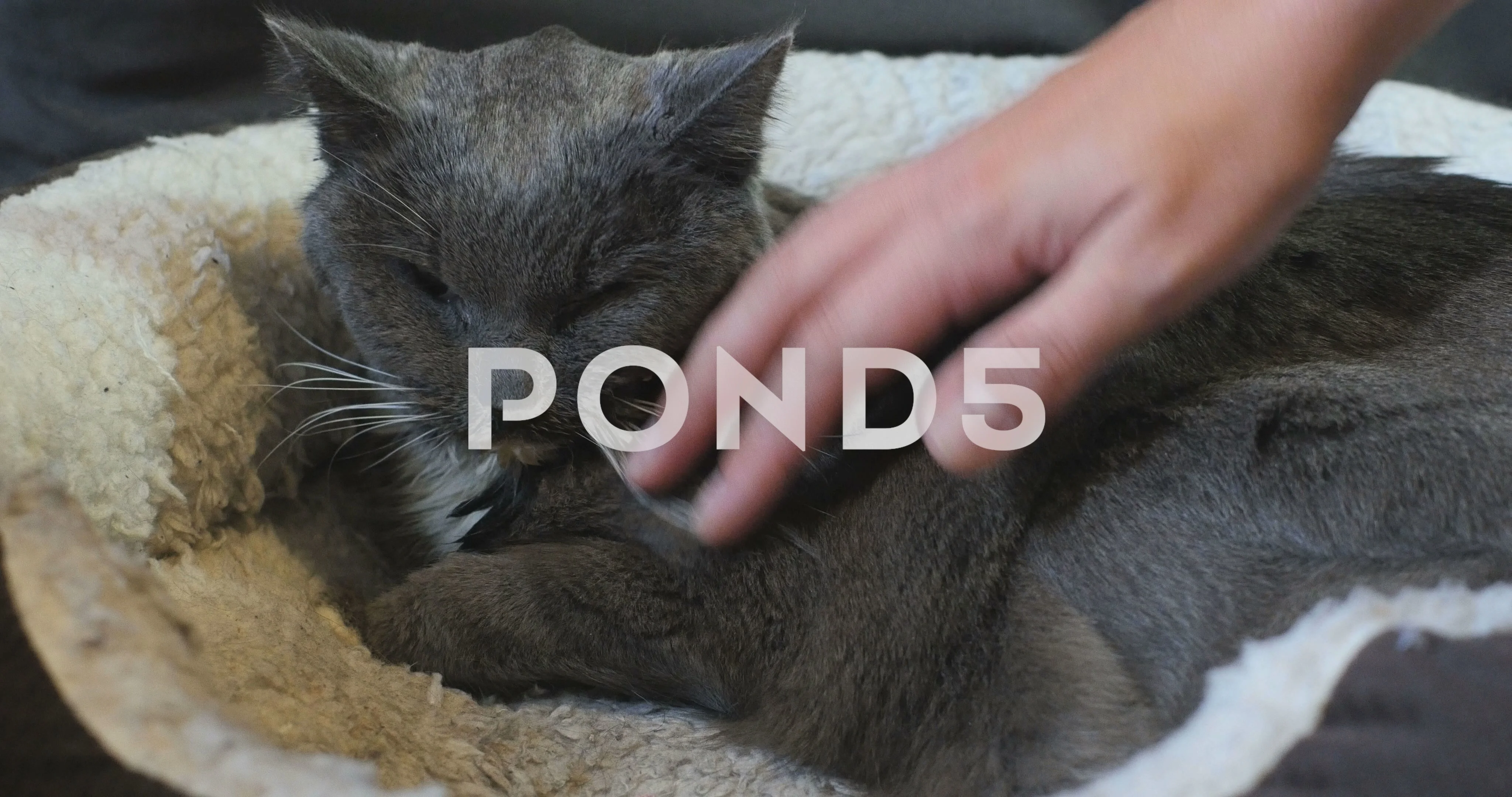 Hand Petting Sad Sick Old Gray Shorthair Stock Video Pond5 pond5