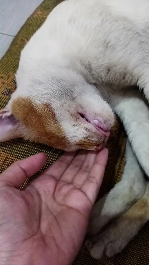 Hand Petting Sleeping Cat Head in Peaceful Moment Stock Footage 326144084
