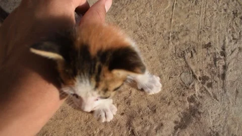 Hand Petting a Small Calico Kitten Outdoors Stock Footage 320264110