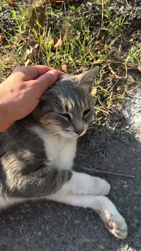 Hand petting stray white and gray cat lying under sunlight – vertical video Stock Footage 320264161