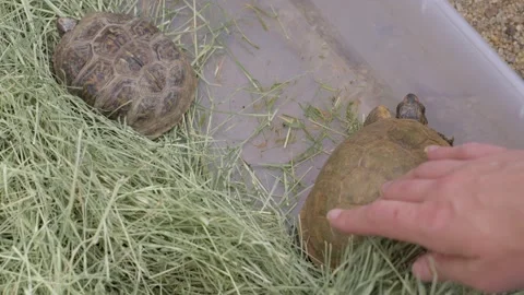 Hand petting a tortoise in box Stock Footage 292911694