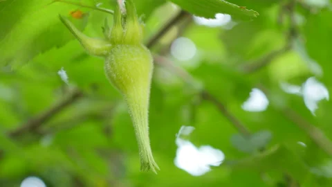 Hand pick Beaked hazelnut in a tree Stock-Footage 114140801