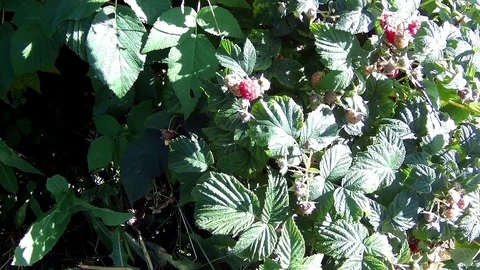 Hand to pick berries from a bush Stock Footage 78057514