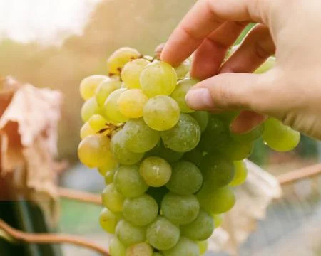 Hand pick up grapes from bunch, sort of Chardonnay, autumn harvest Stock Photos