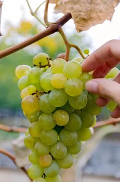 Hand pick up grapes from bunch, sort of Chardonnay, White sort wine Stock Photos