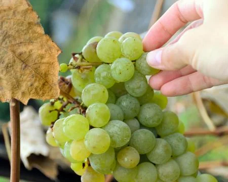Hand pick up grapes from bunch, sort of Chardonnay, White sort wine Stock-Fotos