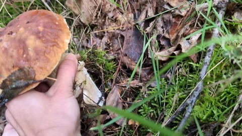 Hand pick a muchroom from the ground in the forest. Stock Footage 289730906