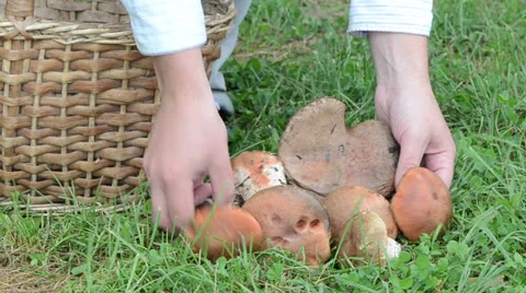Hand pick put red cap mushroom wicker basket grass Stock Footage 25384471