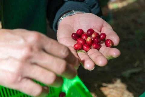 Hand pick selecting coffee cherry bean Stock Photos