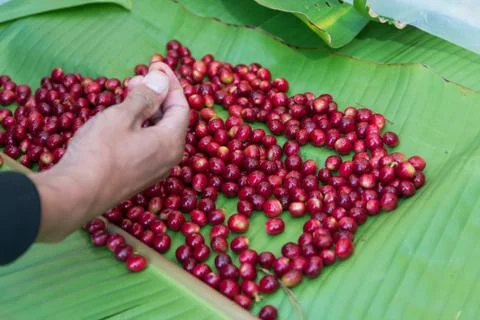 Hand pick selecting coffee cherry bean Stock Photos