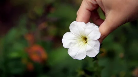 Hand pick a white flower. Live nature. Stock-Footage 87000046