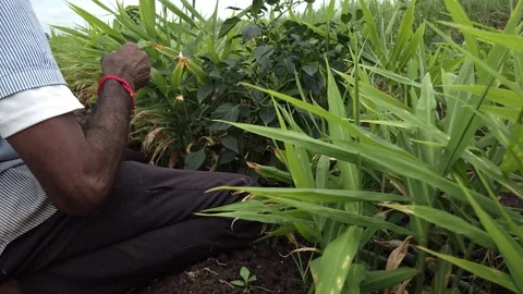 Hand-Picked Green Chilli Harvest in Multi-Crop Field: An Indian farmer selective Stock Footage 344857866