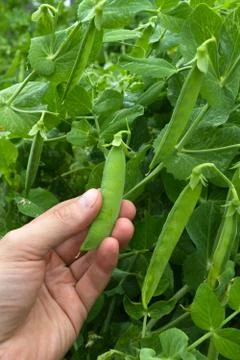 Hand picked pod of peas Stock Photos