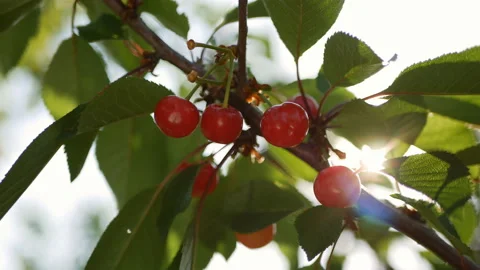 Hand picked ripe cherries from cherries tree. red, juicy cherries Stock Footage 108774305