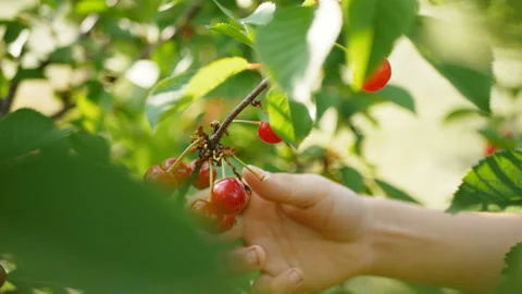 Hand picked ripe cherries from cherries tree.red, juicy cherries Stock Footage 108774490