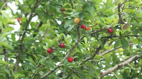 Hand picking up acerola cherry Video stock 11516394