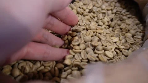Hand picking up and checking raw coffee bean Vídeo Stock 251707339