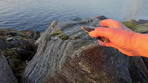 Hand Picking Up and Examining Seashell on Rocky Coast Stock Footage 342847886