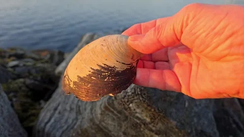 Hand Picking Up and Examining Seashell on Rocky Coast on sunset Stock Footage 342847898