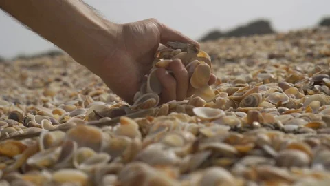 Hand picking and feeling the seashells on a sunny beach day Stock Footage 120287255