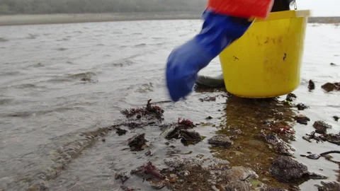 Hand picking and foraging scallops close up 스톡 동영상 171296348